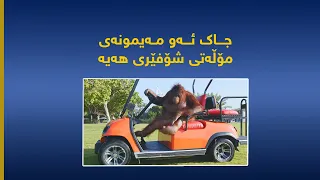 جاک ئەو مەیمونەی مۆڵەتی شۆفێری هەیە 