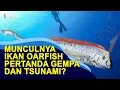 Download Lagu Benarkah Munculnya Ikan Oarfish Pertanda Gempa dan Tsunami?