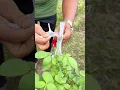 Download Lagu Tips to keep roses fresh for longer #viral #flowers #shorts