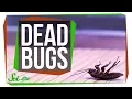 Why are Dead Bugs Always on Their Backs