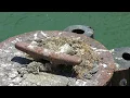Seagull chicks at Pier 41 - San Francisco California