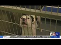 Memphis Animal Services announces Name Your Price adoptions through August 18th