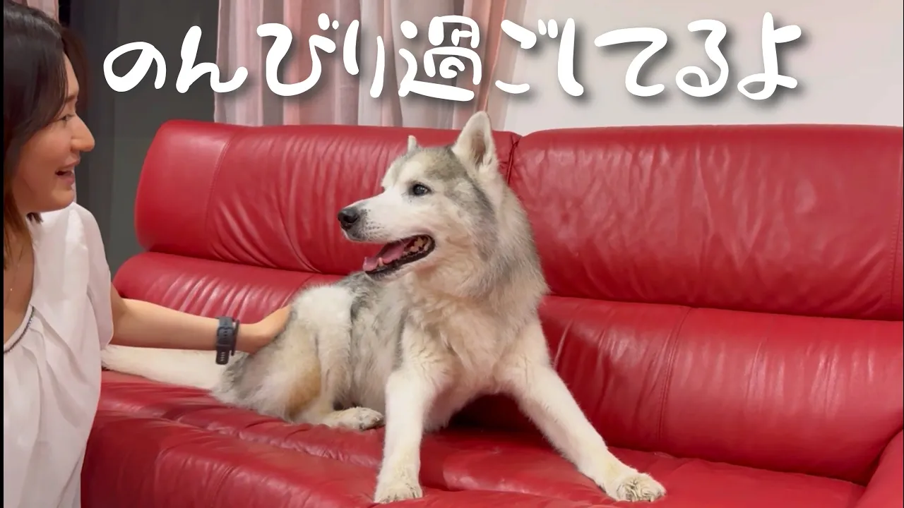おじいちゃんになった文ちゃん!撫でられてご満悦になり、なかなかその場を立ち去らない。