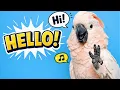 Cockatoo s Show Greetings Whistling Dancing Screaming catoctin wildlife preserve