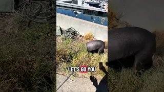 #fyp #dream #doberman #pets #vlog