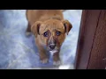 Download Lagu Abandoned Puppy Followed Us Home And We Let Him In