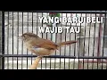 Download Lagu cara merawat burung flamboyan biar cepat gacor