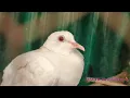 Download Lagu albino dove || white dove sound