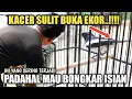KACER GACOR TAPI TIDAK MAU NGOBRA BUKA EKOR BISA JADI INI PENYEBABNYA..!!!