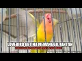 Download Lagu LB BETINA MEMANGGIL JANTAN || PANCINGAN AMPUH BURUNG LOVEBIRD MANAPUN PASTI IKUT BUNYI GACOR