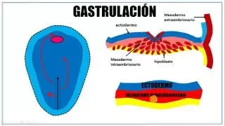 Tercera semana de desarrollo embrionario