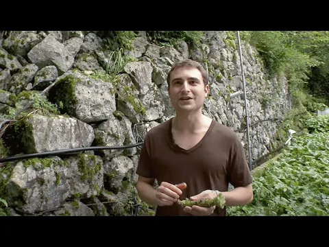Video Play