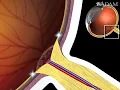 How Retina Works Animation - Physiology of the Eye s