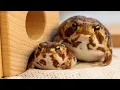 Midnight Escape of the Round Frog