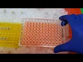 Lagu Running qPCR of cDNA