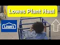 Lowes Fourth of July Clearance Plant Haul Lavender Topiary Visiting