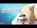 How Long Do Cats Live - Feline Average Life Expectancy