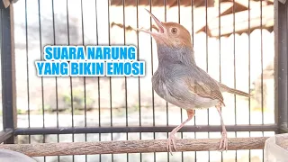 suara prenjak gacor narung ngalun pendongkrak emosi prenjak apa saja