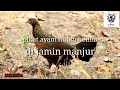 Download Lagu Suara Pikat ayam hutan betina