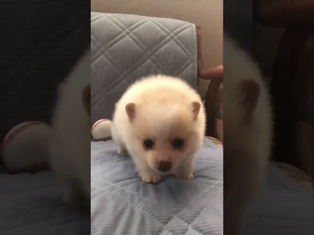 動画