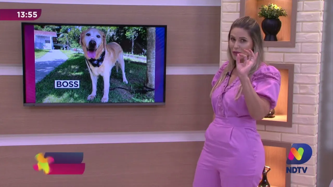 Me Adota: Boss, Cody e Moisés estão à espera de um lar no Cepread