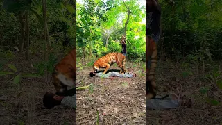 Tiger attack a Boy