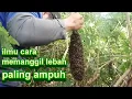 Download Lagu ilmu memanggil lebah madu pecah koloni livee langsung turun