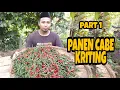 Download Lagu PANEN CABE KRITING || Kampung Pagelaran Desa Salebu Majenang Cilacap