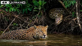 The Most Dangerous Prey in Nature: Survival Across Jungle and Savanna | Wildlife Documentary