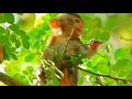 Download Lagu POOR ALE BABY HUNGRY NO MILK \u0026 HURT ON HIGH TREE @NewsBabyMonkey