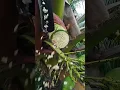 Download Lagu Cutting Coconut flower to make fresh Coconut wine(Toddy) 🔪🌺🌴 #coconutwine #toddy #coconutree