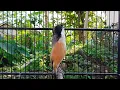 Download Lagu Long-Tailed Shrike‼️MATERI GEREJA TARUNG SAMBUNG LOVEBIRD NGEKEK ISIAN CENDET MEWAH