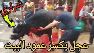عجل يكسر عمود فيلا  في منطقه الشيخ زايد  شاهد قبل الحذف دندنها