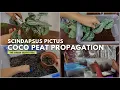 Propagation Using Coco Peat Scindapsus Pictus or Satin Pothos Propagation