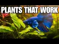 10 Aquatic Plants Your Betta Fish Actually Thrive With