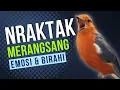 Download Lagu LANGSUNG NYAUT 10000 % ‼️ ANIS MERAH MACET BUNYI JIKA DENGAR SUARA INI PASTI NYAUT LANJUT GACOR | 16