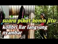 Download Lagu Suara pikat Kolibri Ninja jitu 100% ampuh || kolibrininja liar pasti terpikat