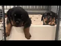 Rottweiler Puppies Adoption
