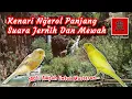 Kenari ngerol panjang suara jernih dan mewah, 100% ampuh untuk masteran