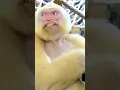 Down syndrome gorilla
