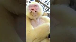 Down syndrome gorilla