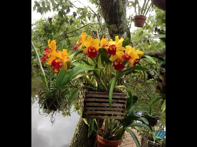 COMO CUIDAR DE ORQUÍDEAS