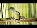 Download Lagu Suara  besetan tajam KOLIBRI MANGGAR Gacor AMPUH buat pancingan kolibri kelapa bahan