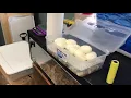 Pulling ball python eggs Het Pied x Mahogany het pied
