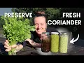How to preserve cilantro coriander on the farm simple from scratch recipes