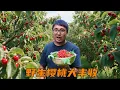 Download Lagu 进山摘野生樱桃，直接一口气摘到爽，冬宝摘了满满一篮！#农村生活#采摘