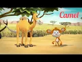 Download Lagu Kids Videos l Monkey See Monkey Do l Camel l Cartoon l