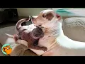Mischievous Cat Leaves Her Pit Bull Brothers In The Dust | Cuddle Buddies
