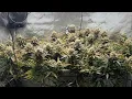 Inside My 2x4 Grow Tent First Layer Harvest Time Yap sesh about grow experience