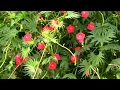 Lagu Massive Cardinal Flower, or Cypress Vine. Great for Hummingbirds.